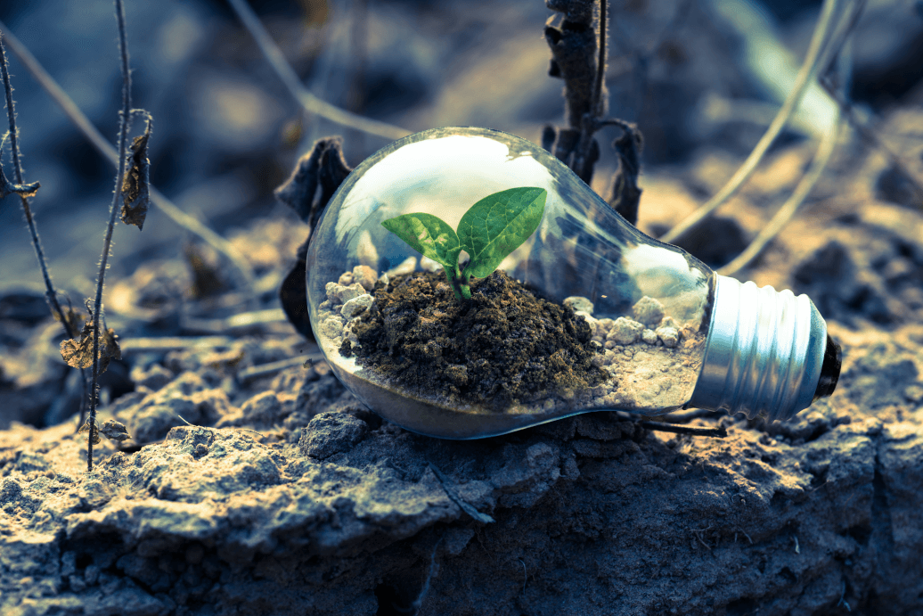 lightbulb filled with small green plant in burnt and dried soil